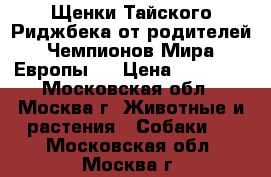 Щенки Тайского Риджбека от родителей Чемпионов Мира,Европы!! › Цена ­ 50 000 - Московская обл., Москва г. Животные и растения » Собаки   . Московская обл.,Москва г.